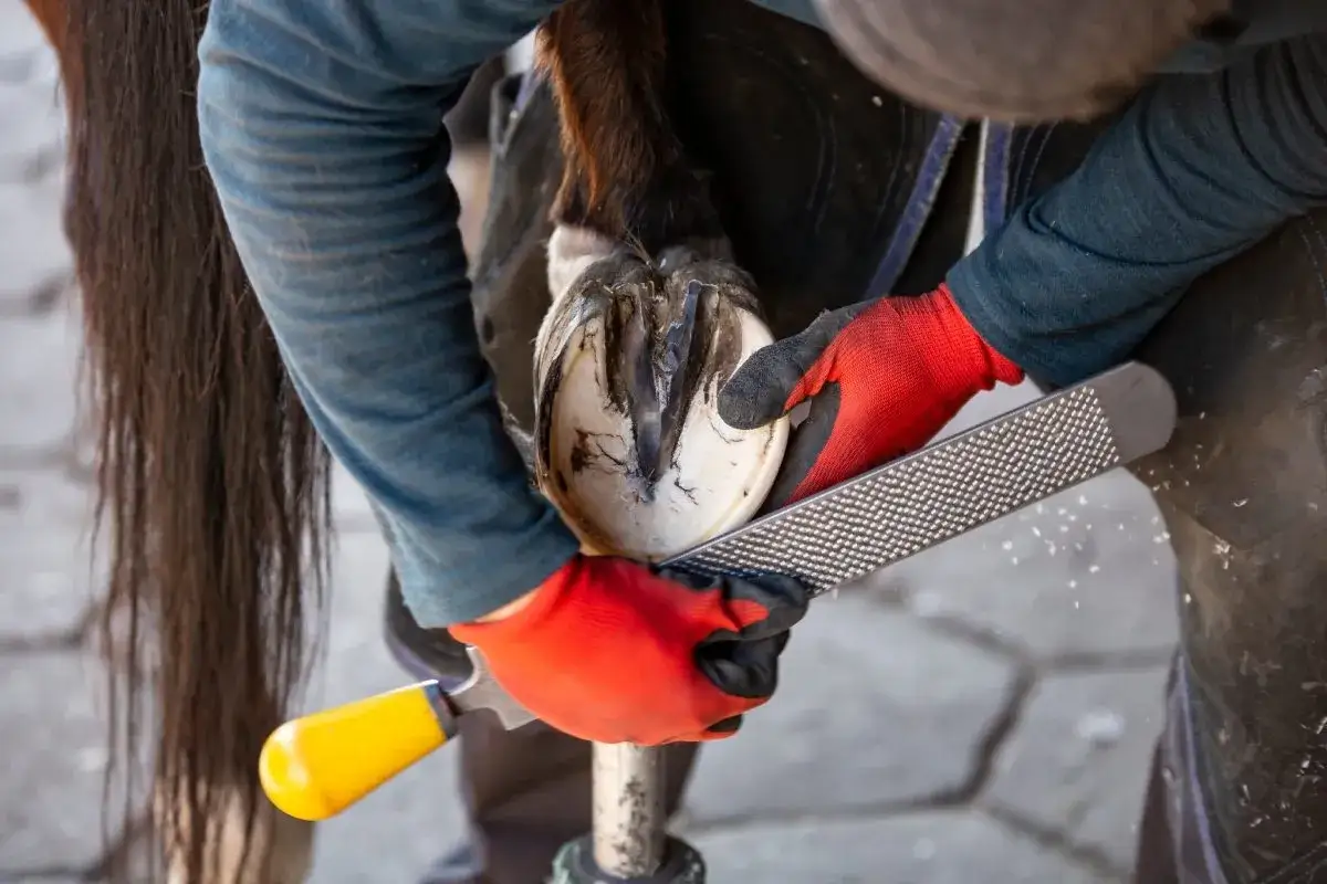Jak leczyć ochwat u konia: skuteczne metody i ważne kroki terapeutyczne