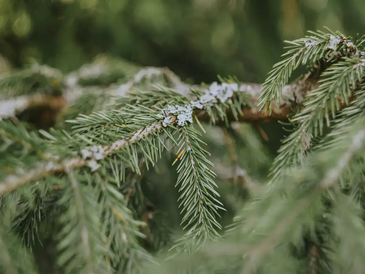 Przycinanie świerków: kiedy, jak i czego unikać? Pełny poradnik