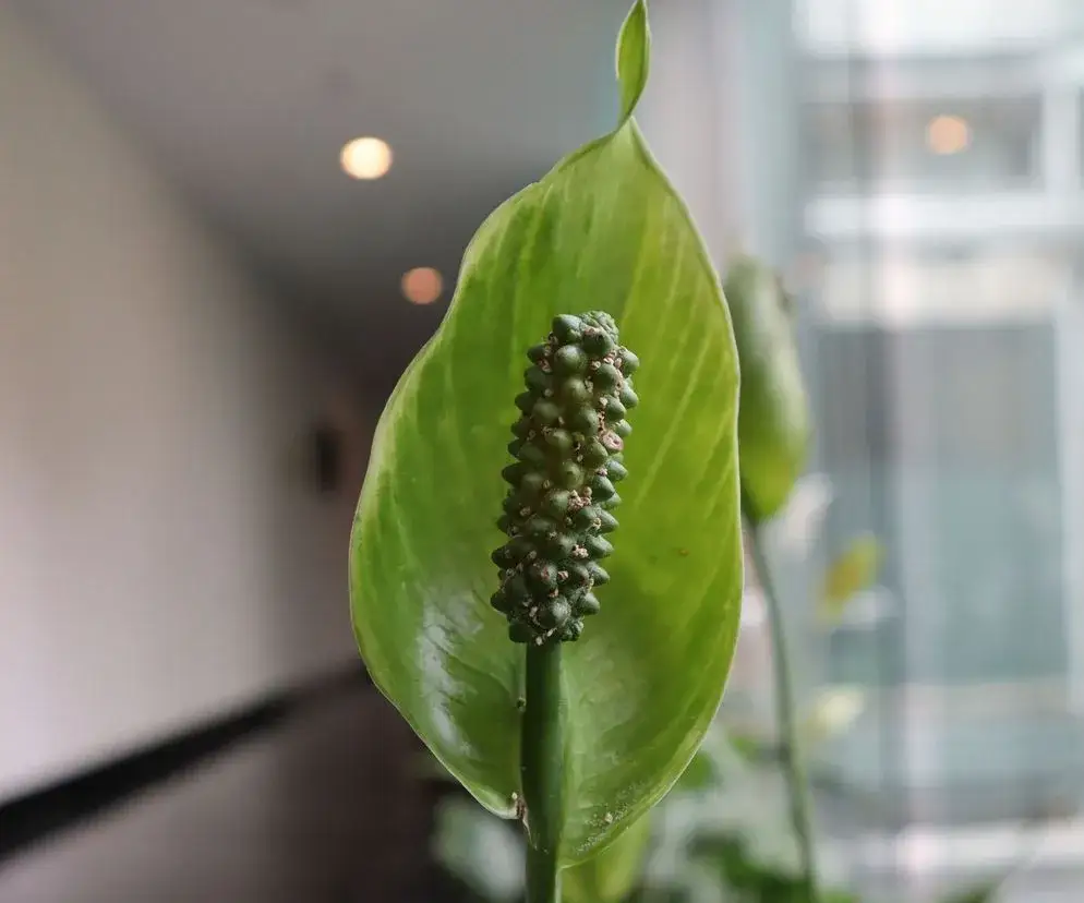 Dlaczego skrzydłokwiat ma zielone kwiaty? Poznaj przyczyny i rozwiązania