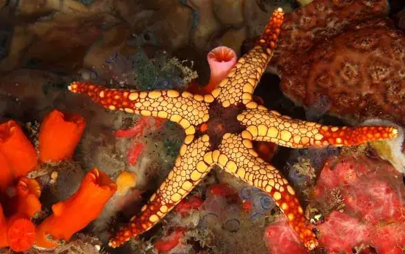 Jak rozmnażają się rozgwiazdy? Zaskakujące metody i procesy rozmnażania