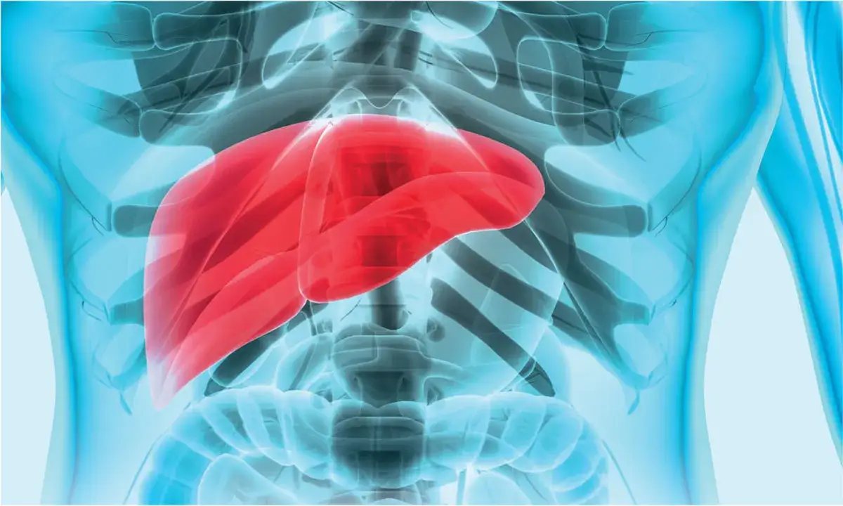 Gdzie leży wątroba u człowieka? Poznaj jej tajemnicze położenie