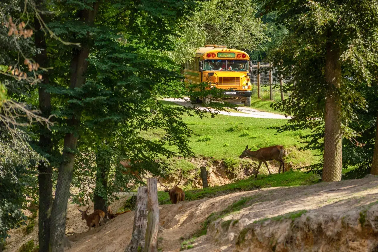 Park Linowy Skarbka Bałtów: Trasy, Ceny, Bezpieczeństwo. Planujesz?