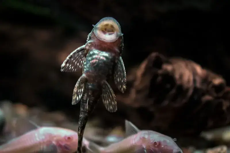 Jak często rozmnażają się glonojady? Odkryj sekrety ich tarła