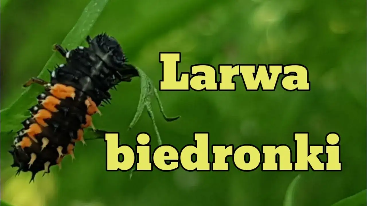 Jak biedronki się rozmnażają? Odkryj ich fascynujący cykl życia