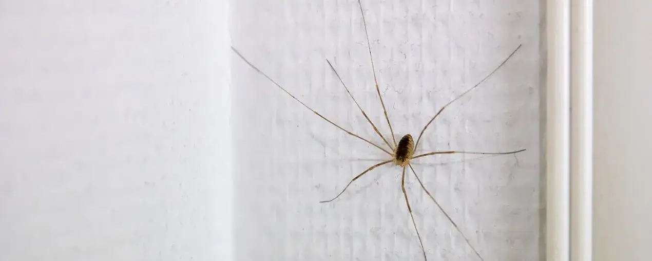 Czy pająki w domu są pożyteczne? Oto co warto wiedzieć o ich obecności