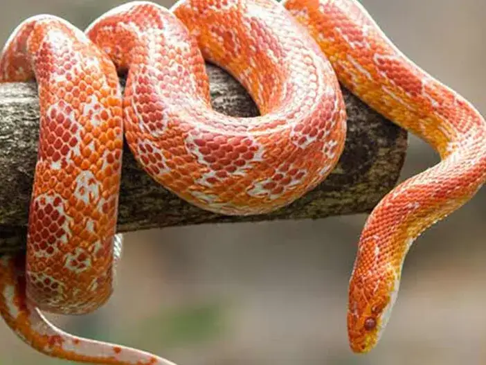 Wąż zbożowy: Ile żyje i jak zapewnić mu ponad 20 lat życia?