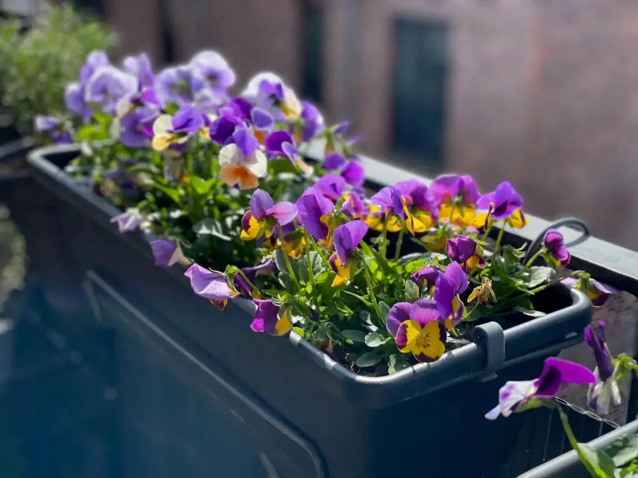 Bratki w doniczce na balkonie. Czy bratki są trujące dla kota? Te piękne kwiaty są bezpieczne dla zwierząt.