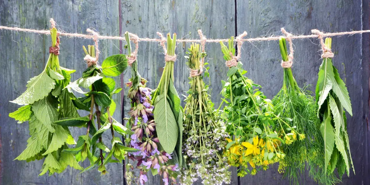 W czerwcu zbieramy pęczki ziół: miętę, szałwię, tymianek, dziurawiec, koper.