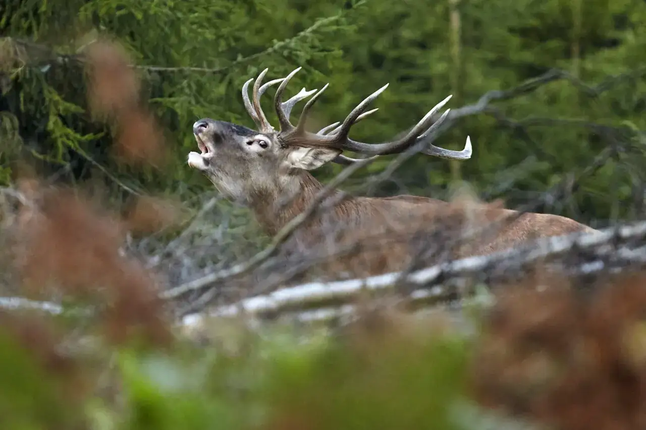 Łowny jeleń z porożem wykrzykuje w lesie. Hoduje się daniele dla ich pięknego wyglądu i mięsa.