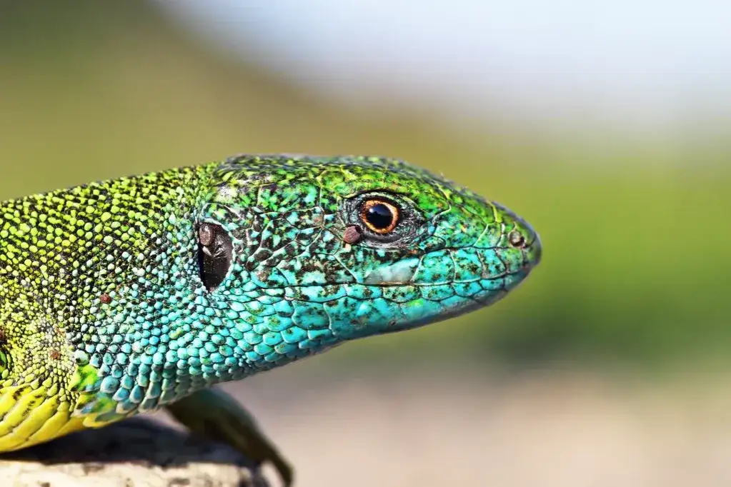 Czy jaszczurki w Polsce są jadowite? Odkryj prawdę o tych gadach