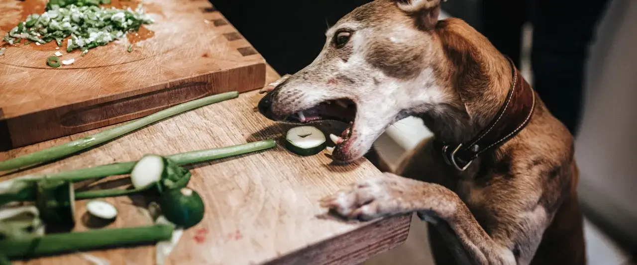 Czy pies może jeść pora? Dowiedz się, jakie są zagrożenia dla zdrowia.
