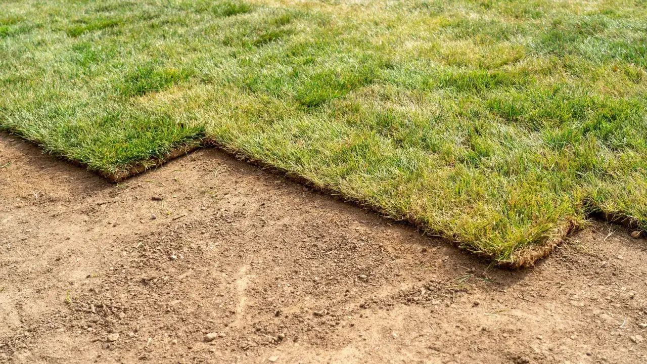 Kiedy wałować trawnik? Wiosna to klucz! Poradnik eksperta