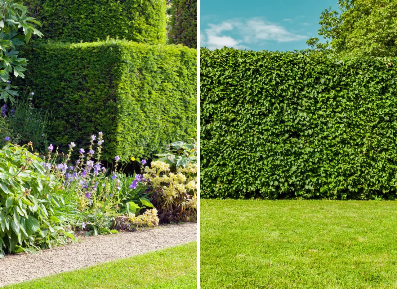 Co zamiast tuji przy ogrodzeniu? Odkryj najlepsze alternatywy