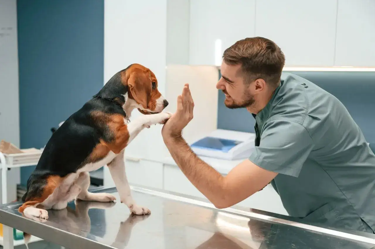 Badanie psa: Kompletny przewodnik. Klucz do zdrowego i długiego życia