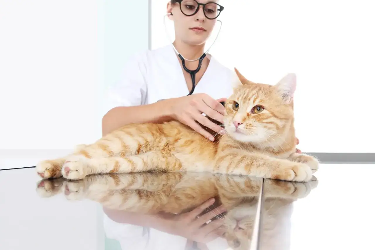 Kiedy z kotem do weterynarza? Rozpoznaj objawy i harmonogram wizyt
