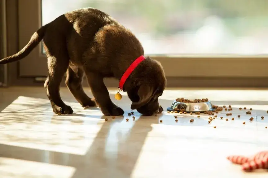 Czym karmić szczeniaki? Pełny poradnik dla zdrowego startu!