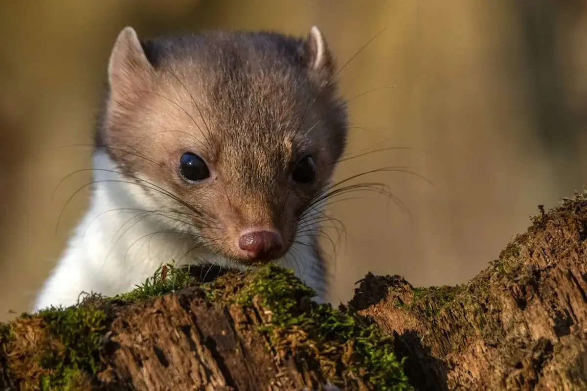 Czy kuna jest niebezpieczna dla psa? Uważaj na te zagrożenia