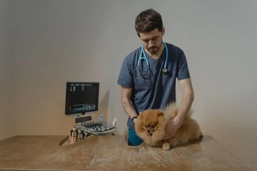 Ile zarabia weterynarz z własnym gabinetem? Zaskakujące fakty o dochodach