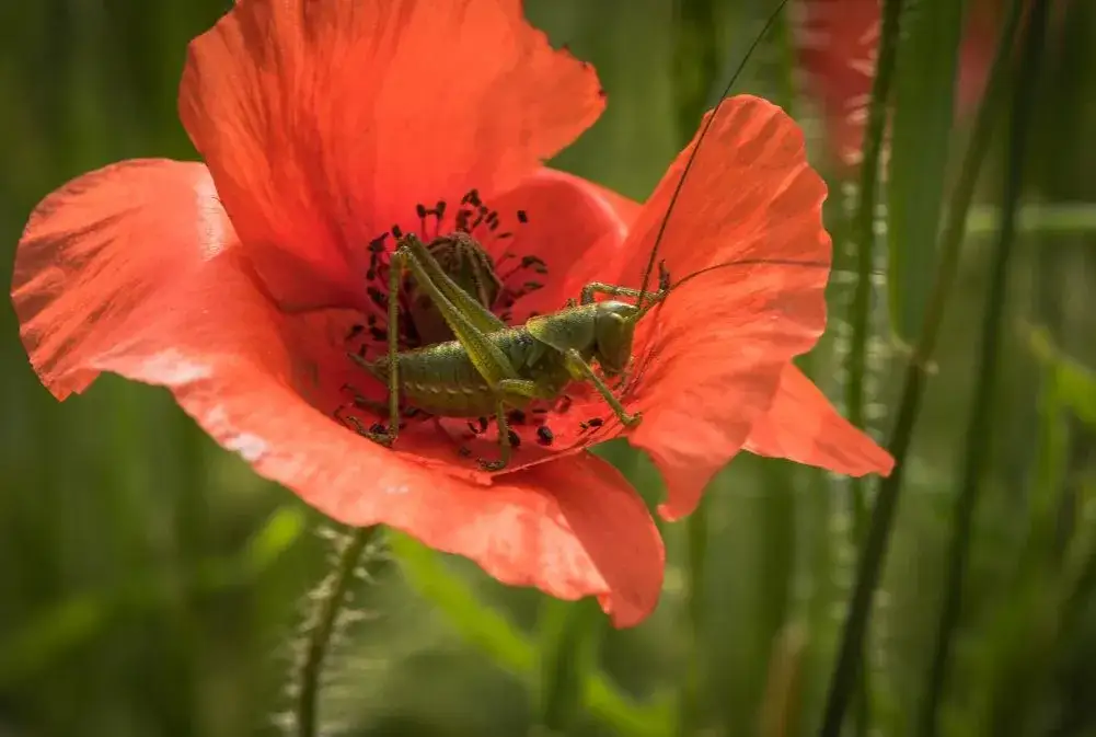 Czym się żywi pasikonik? Zaskakujące fakty o jego diecie