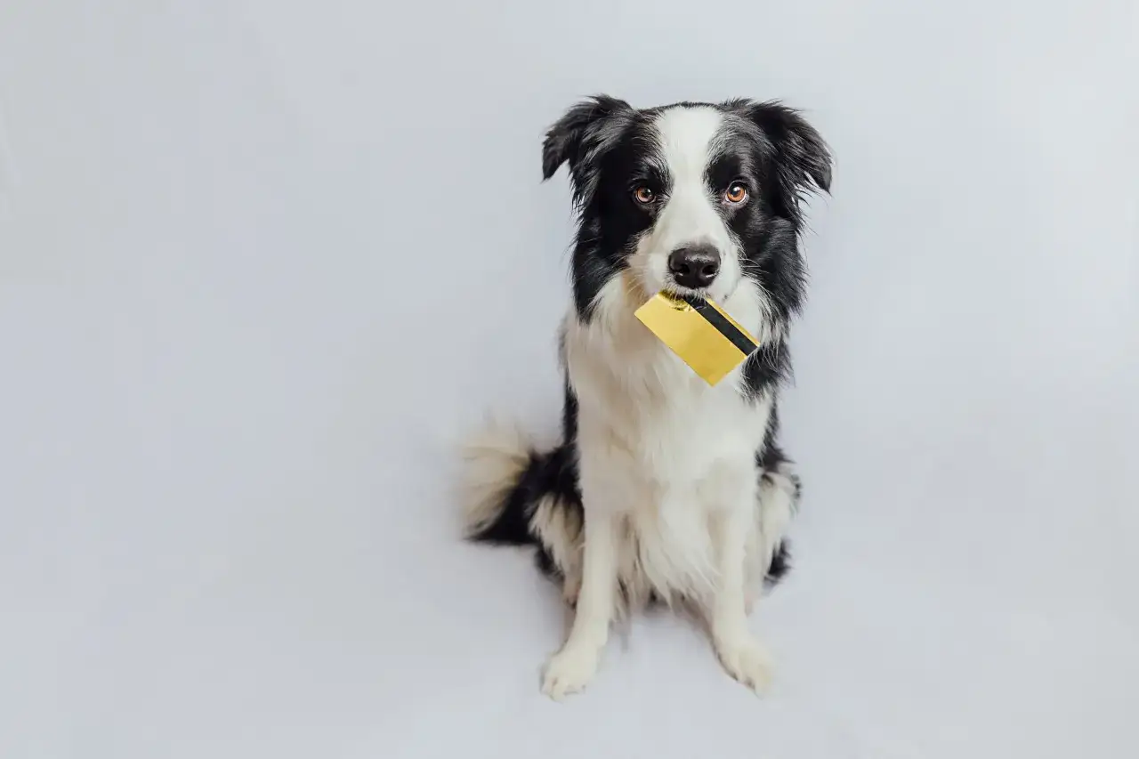 Cena Border Collie: Ile kosztuje szczeniak i utrzymanie w Polsce?