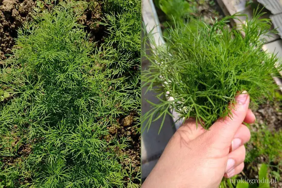 Jak uprawiać koperek? Miej go świeżego cały rok poradnik!