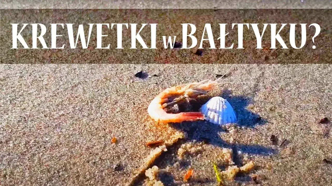 Czy w Bałtyku są krewetki? Odkryj ich gatunki i ekologię