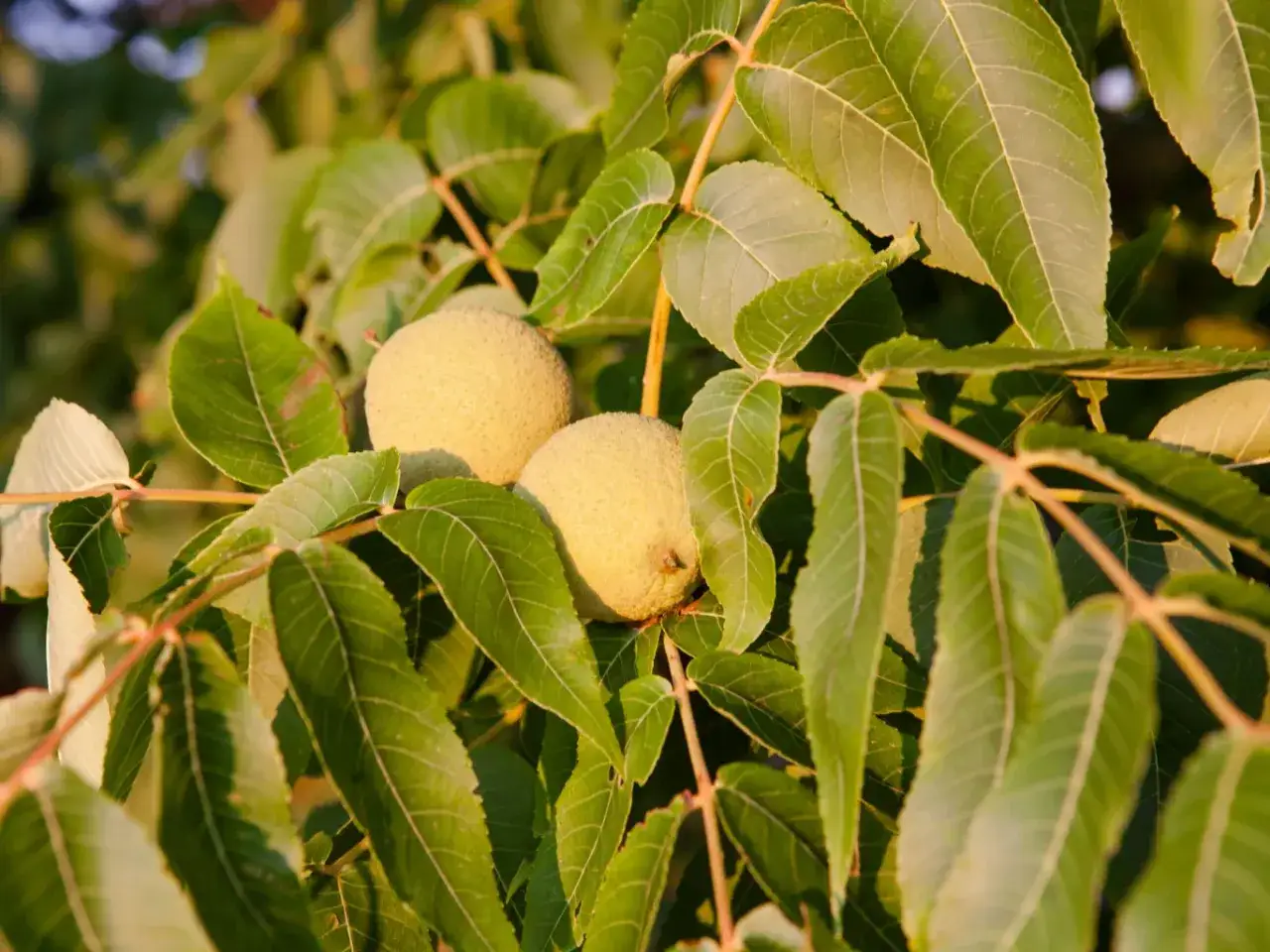 Dwa niedojrzałe orzechy włoskie zwisają z gałęzi orzechowego drzewa, otoczone przez bujne, zielone liście.