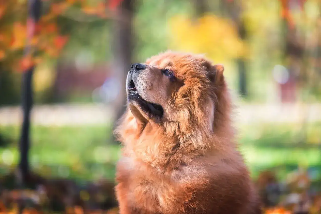 Chow chow sierść czy włosy - co powinieneś wiedzieć o pielęgnacji