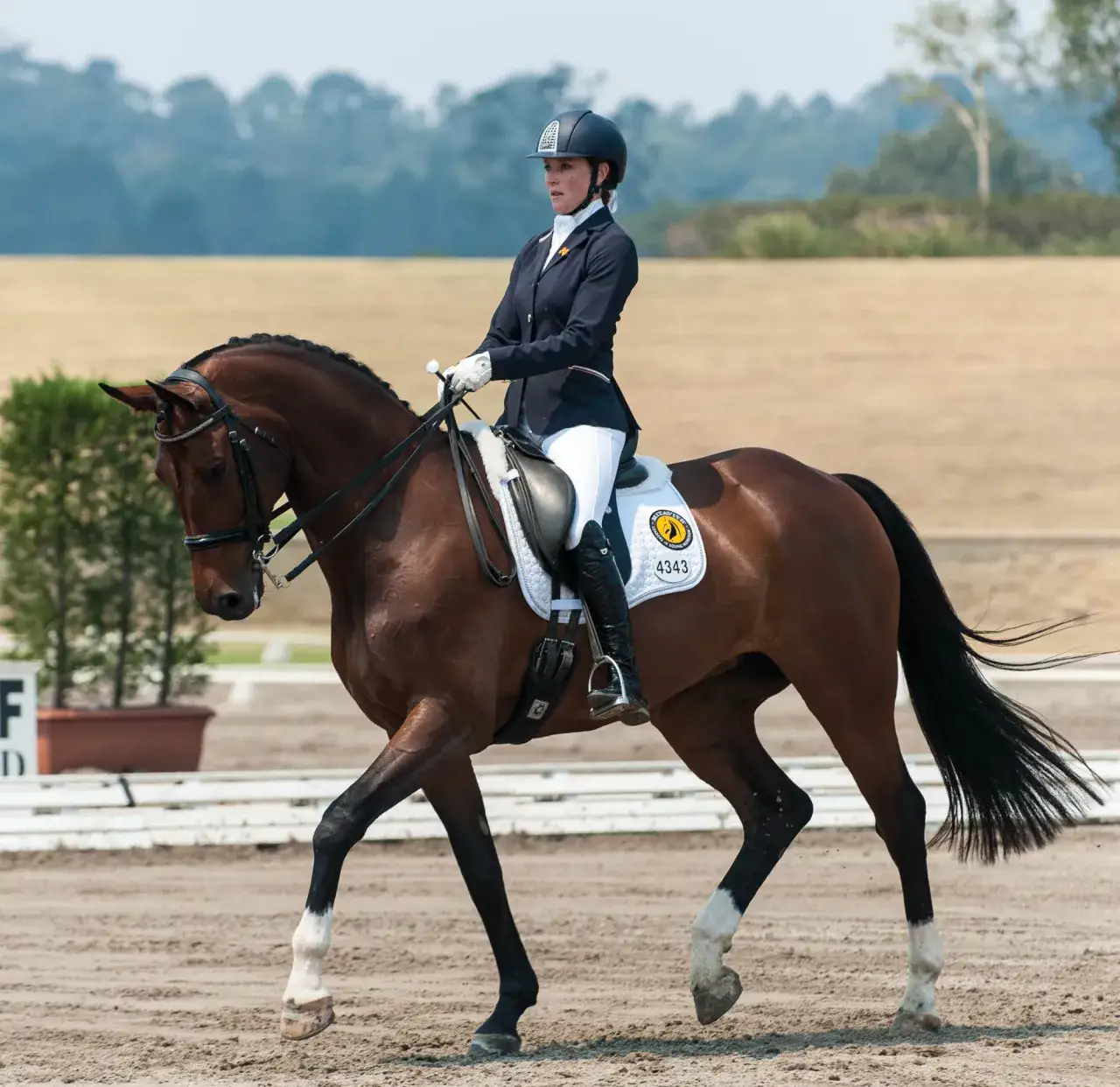 Klub jeździecki Aromer w Józefinie – oferta, zajęcia i opinie