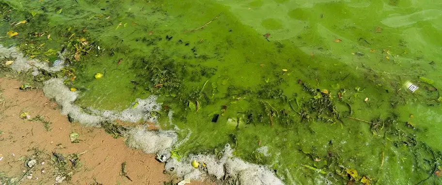 Jak wyglądają sinice w Bałtyku i jak je rozpoznać w wodzie