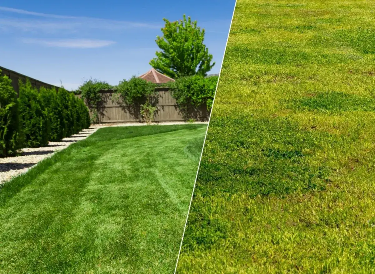 Oprysk na perz w trawniku: Jak zwalczyć chwast bez niszczenia trawy?