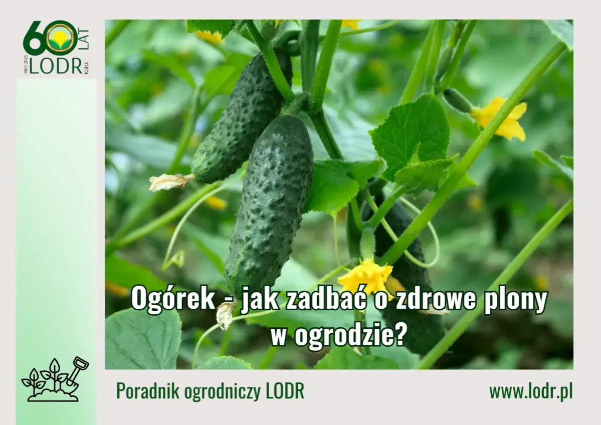 Zdjęcie przedstawia dojrzewające ogórki na łodydze, z żółtymi kwiatami. Tekst informuje o tym, jak dbać o zdrowe plony ogórków w ogrodzie.