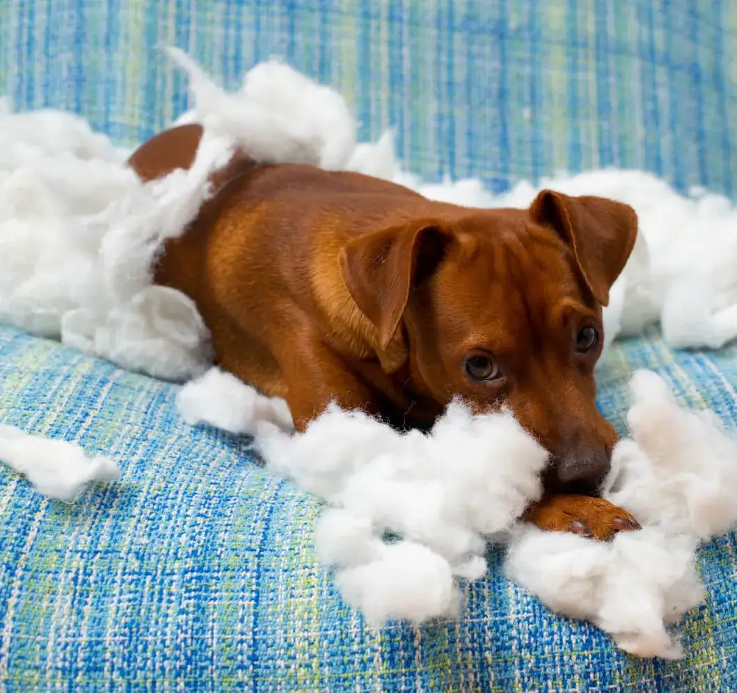 Jak oduczyć szczeniaka gryzienia - skuteczne metody i porady