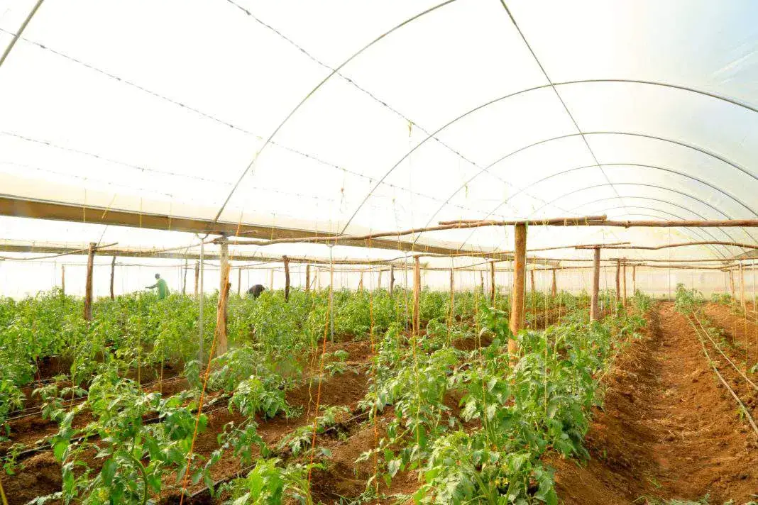 Rolnictwo w Afryce: Małe farmy, wielkie wyzwania i szanse?