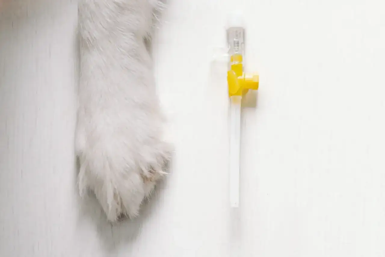 Czy uśpienie psa to grzech? Moralne dylematy i religijne spojrzenia