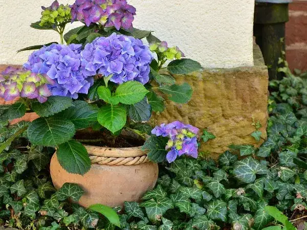 Co sadzić w donicach ogrodowych, aby uniknąć niepowodzeń w uprawie?