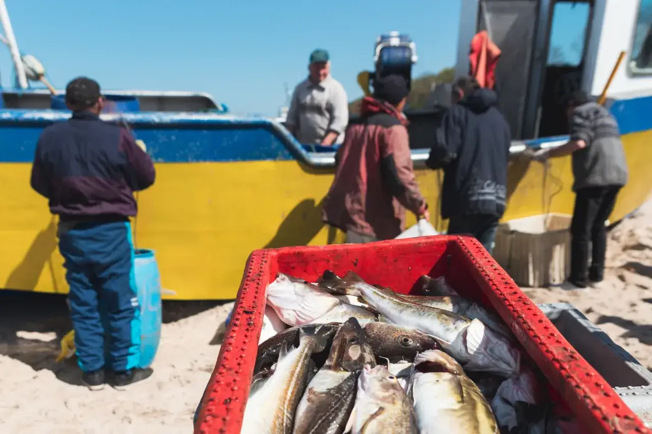 Czy można łowić dorsza w Bałtyku? Przepisy i sezon połowu