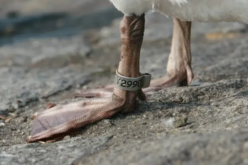 Jak odczytać obrączkę ptaka i zgłosić swoje znalezisko skutecznie