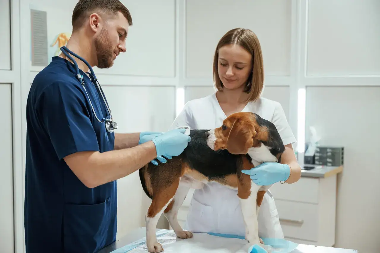 Pierwsza wizyta u weterynarza z psem. Weterynarz z asystentką badają beagle, który stoi na stole.