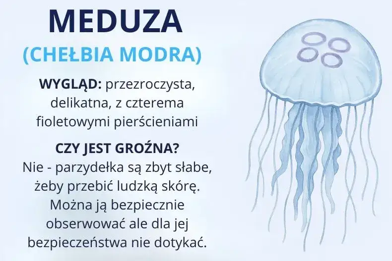 Co żyje w Bałtyku? Odkryj niezwykłe gatunki i ich zagrożenia
