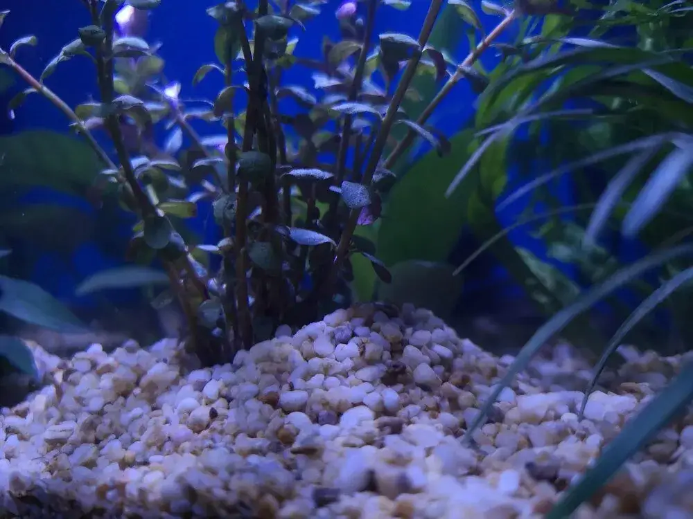 Piasek czy żwirek do akwarium? Wybierz idealne podłoże!