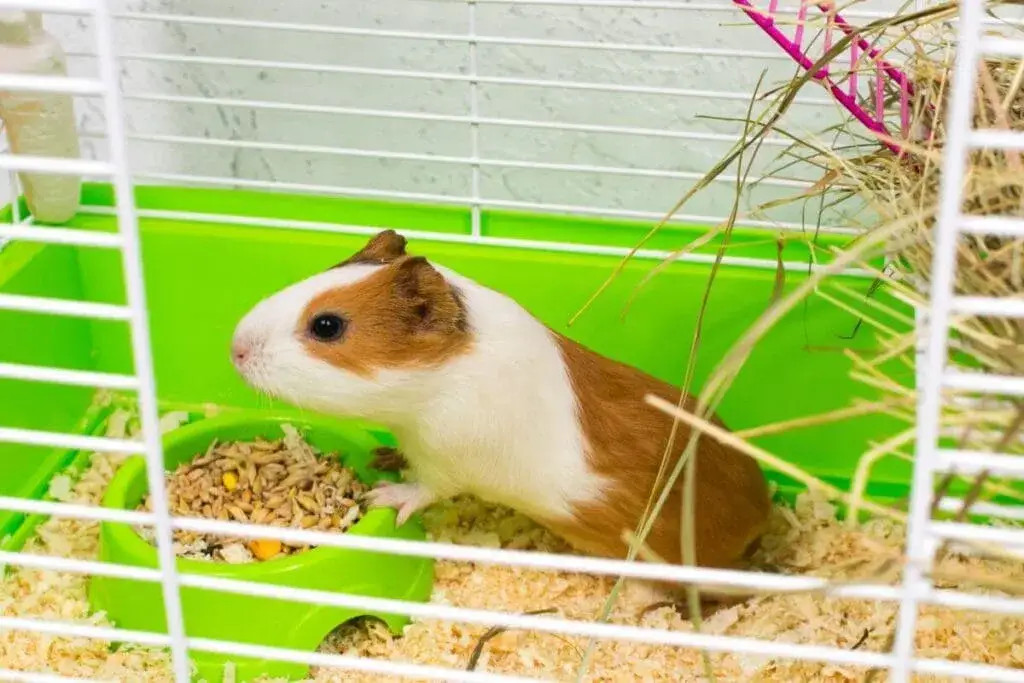 Jak powinna wyglądać klatka dla świnki morskiej, by zapewnić komfort?