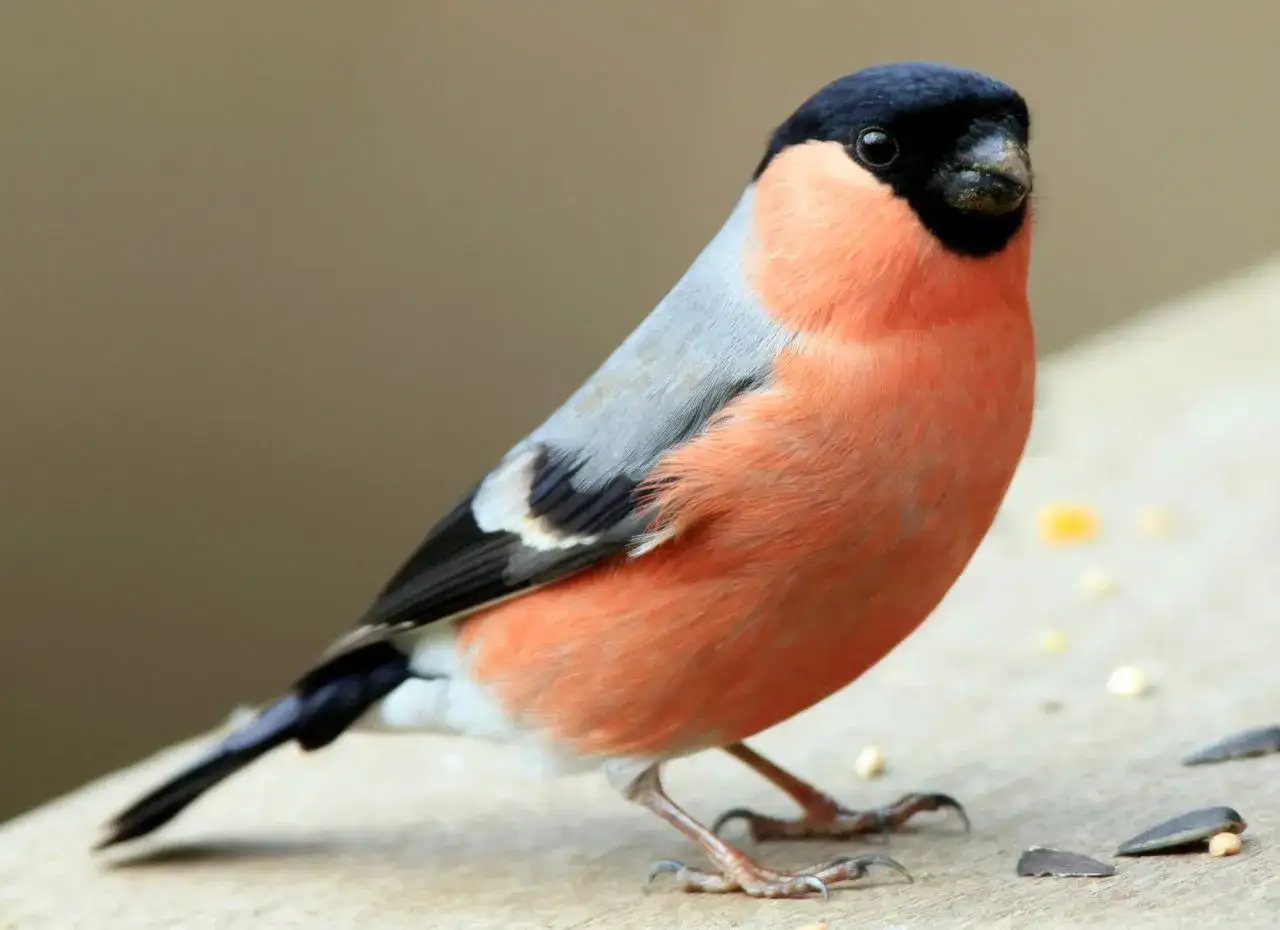 Gdzie zimuje gil? Odkryj najlepsze miejsca i warunki dla gila w Polsce