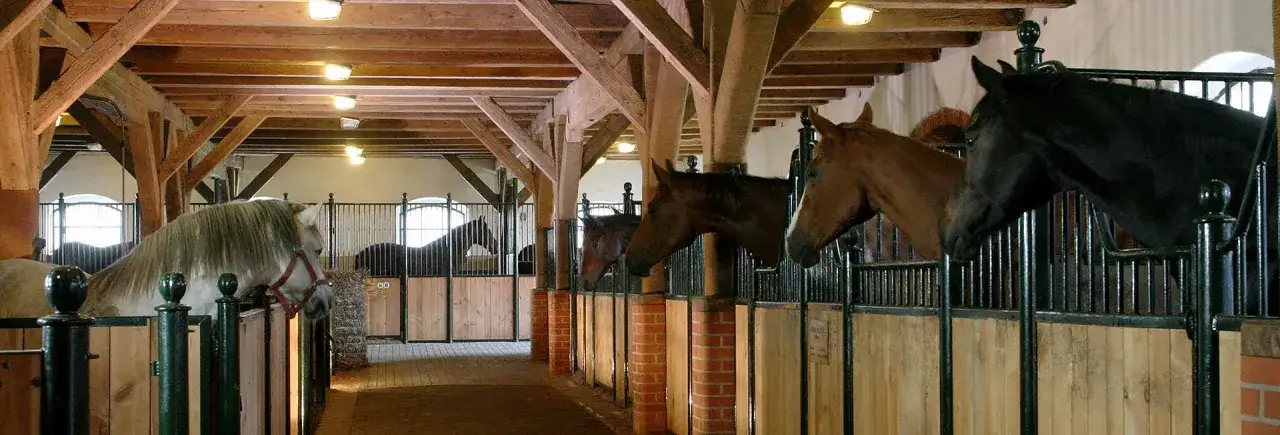 Najlepsze stadniny koni w Pruszkowie - oferty i opinie klientów