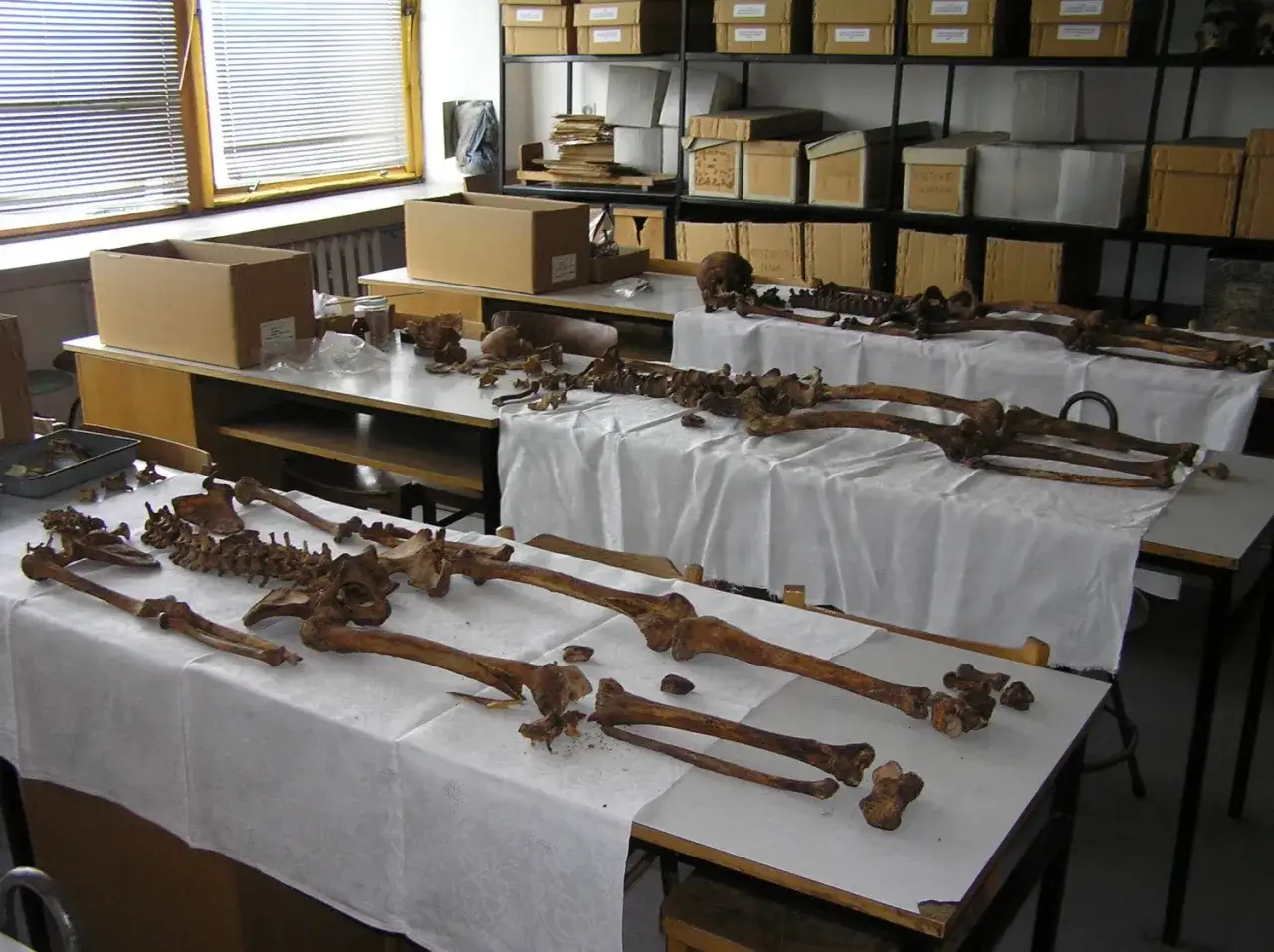 Biologia sądowa czy warto? Odkryj zalety i wyzwania tego kierunku