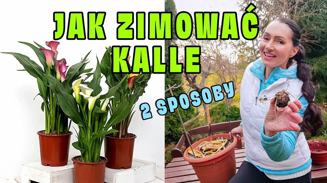 Kiedy wykopać kalie na zimę? Sprawdź idealny termin i sposób