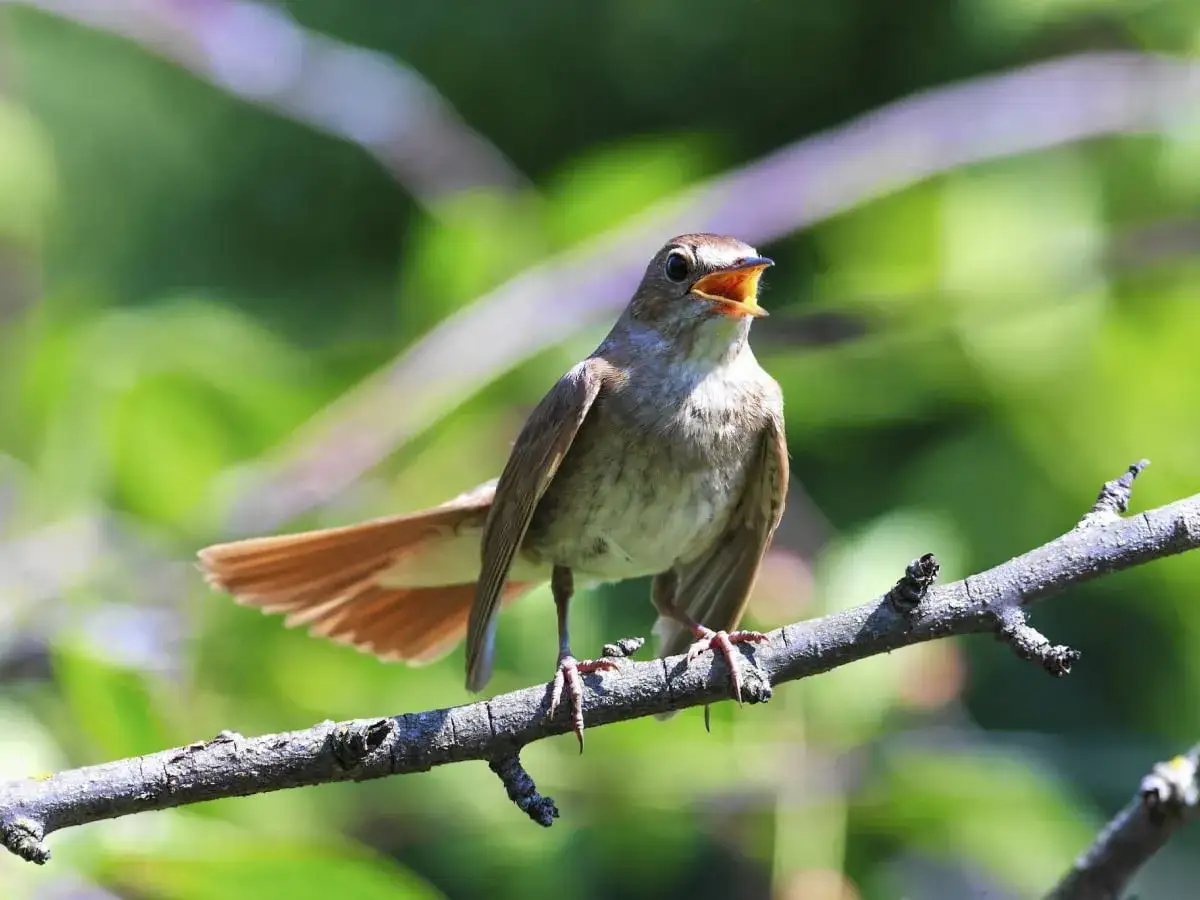 Gdzie dawniej śpiewał ptak? Jak ocalić ptasi śpiew w Polsce?