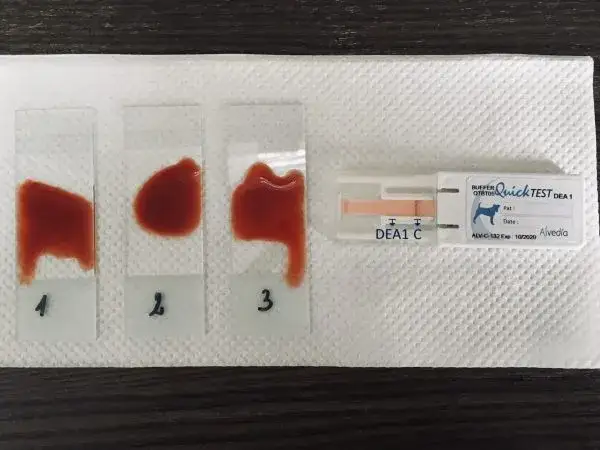 Ile kosztuje jednostka krwi dla psa? Sprawdź, zanim będzie za późno