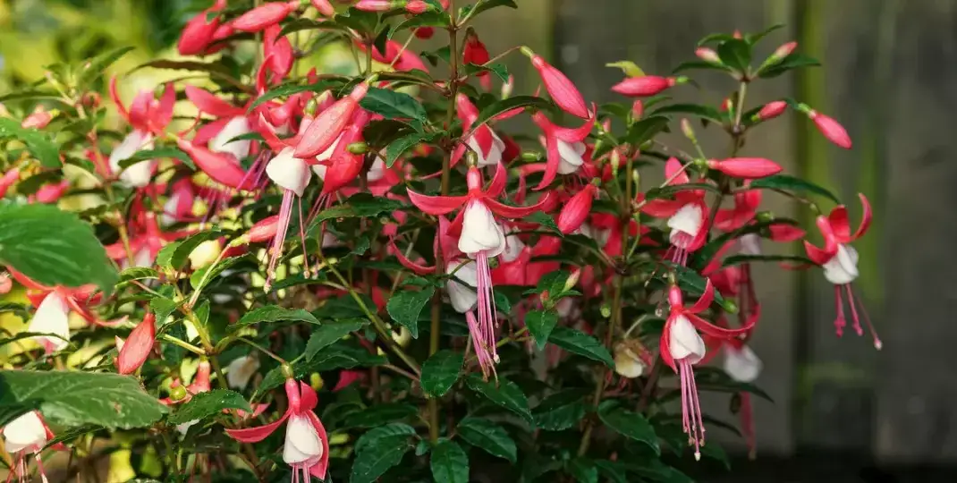 Czy fuksja zimuje w gruncie? Oto, co musisz wiedzieć, aby przetrwała zimę