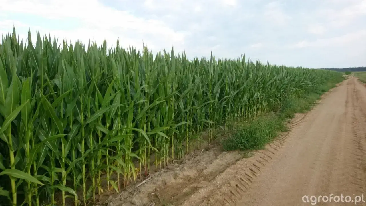 Kukurydza Hulk: Jakie gleby? Maksymalny plon na słabych i średnich.